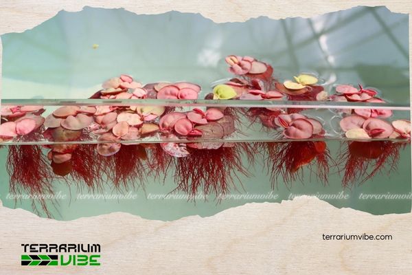 Bèo Rễ Đỏ 5 Cách chăm sóc Bèo Rễ Đỏ trong terrarium