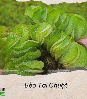 Bèo Tai Chuột