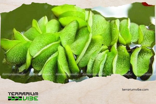 Bèo Tai Chuột 4 Mẹo chăm sóc cây bèo Tai Chuột trong terrarium