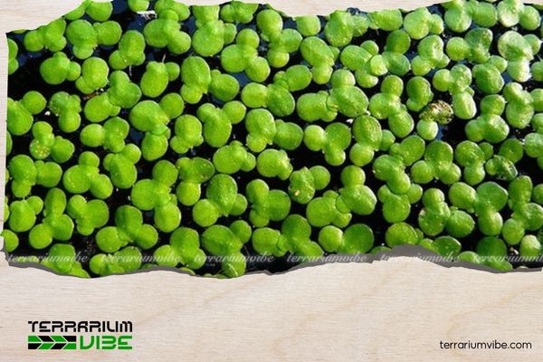 Bèo tấm 1 Thông tin học thuật về Bèo tấm là gì?