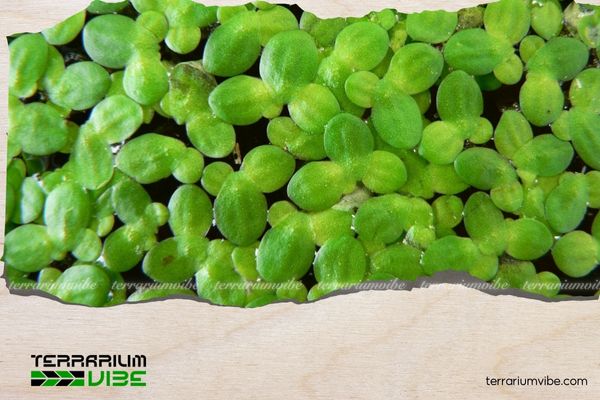 Bèo tấm 2 Lịch sử về Bèo cám