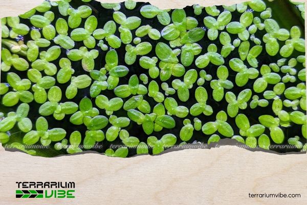 Bèo tấm 3 Môi trường sống của Bèo cám