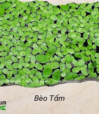 bèo tấm