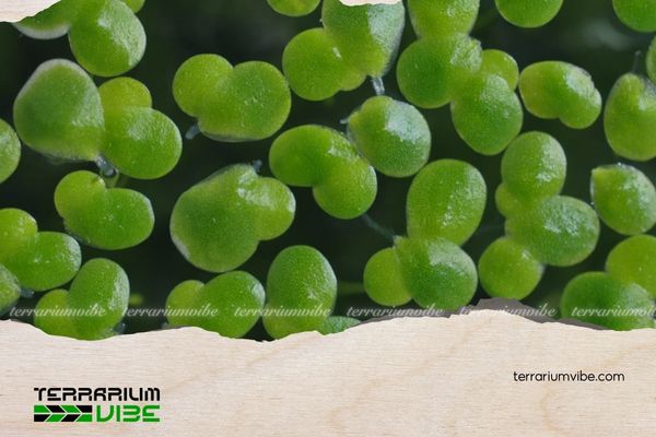 Bèo tấm 4 Loại terrarium phù hợp cho Bèo tấm