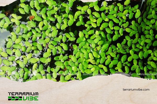 Bèo tấm 5 Cách chăm sóc Bèo tấm trong terrarium