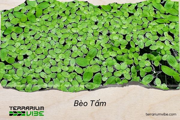 beo-tam bèo tấm