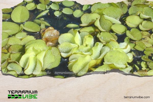 Bèo Vảy Ốc 1 Thông tin học thuật về Cây Bèo Vẩy Ốc là gì?