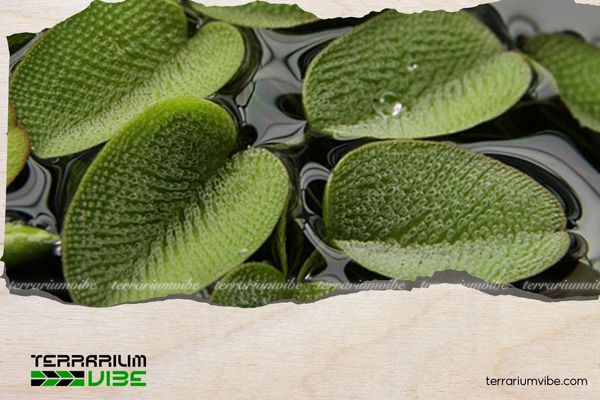 Bèo Vảy Ốc 2 Lịch sử về Cây Bèo Vẩy Ốc