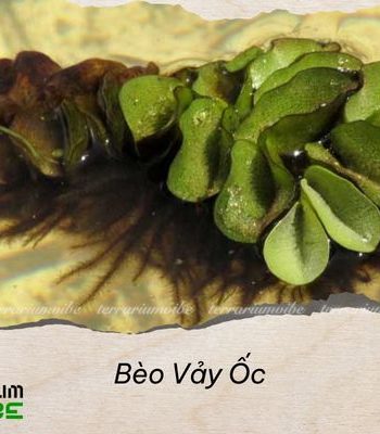 bèo vảy ốc