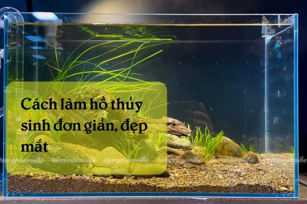 The ultimate guide to setting up a simple yet stunning planted aquarium – from A to Z 1 Why choose a simple planted aquarium?