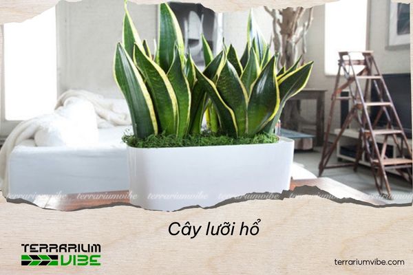 5 loại cây thủy sinh để bàn làm việc giúp sự nghiệp thăng hoa 3 Cây lưỡi hổ