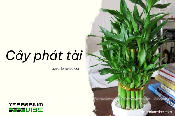 5 loại cây thủy sinh để bàn làm việc giúp sự nghiệp thăng hoa 1 cây phát tài