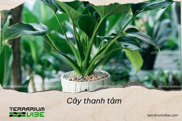 5 loại cây thủy sinh để bàn làm việc giúp sự nghiệp thăng hoa 5 Cây thanh tâm