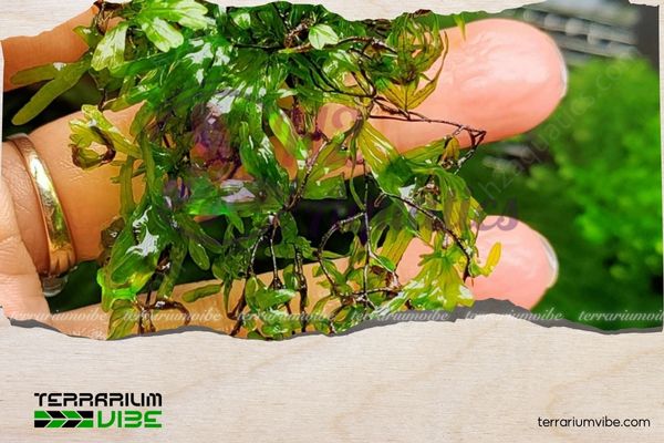 Dương xỉ bàn tay 1 Thông tin tổng quan về dương xỉ bàn tay