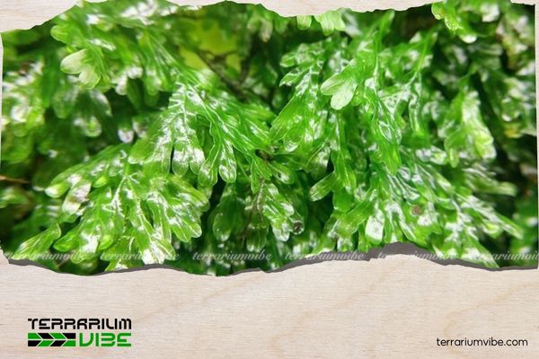 Dương xỉ bàn tay 2 Môi trường sống của cây dương xỉ bàn tay