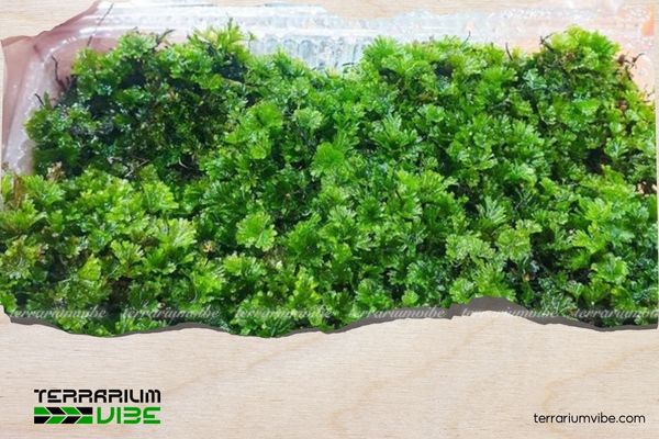 Dương xỉ bàn tay 3 Đặc điểm của dương xỉ bàn tay trong terrarium