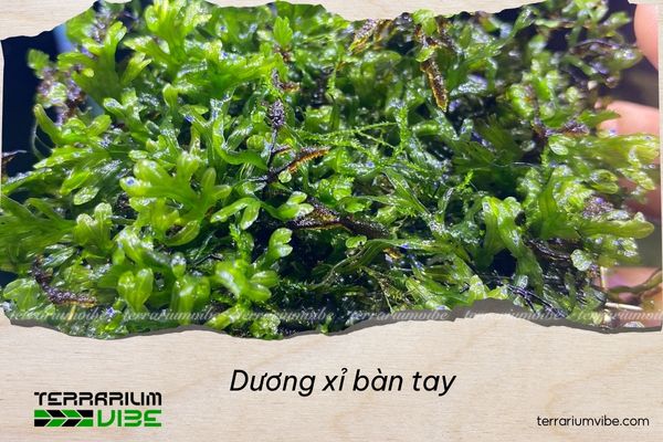 duong-xi-ban-tay Dương xỉ bàn tay