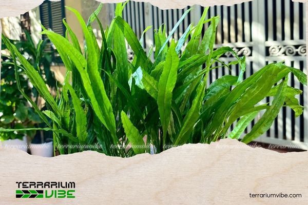 Dương xỉ lá hẹp 1 Dương xỉ lá hẹp nổi bật với vẻ đẹp mềm mại và đầy uyển chuyển