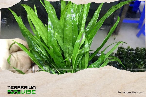 Dương xỉ lá hẹp 2 Dương xỉ lá hẹp có nguồn gốc từ các khu rừng nhiệt đới châu Á