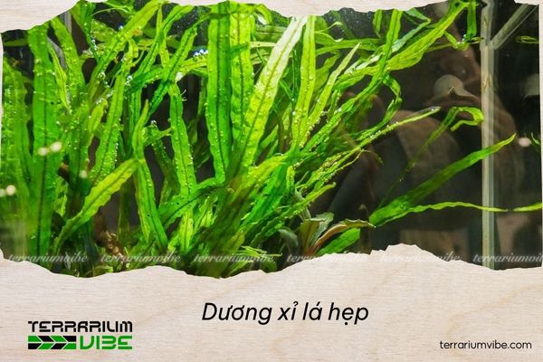 duong-xi-la-hep Dương xỉ lá hẹp