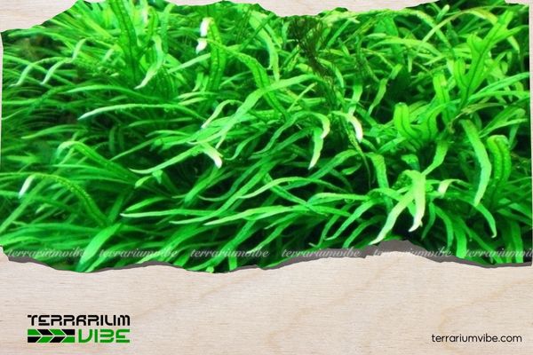 Dương xỉ lá kim 2 Môi trường sống của cây dương xỉ lá kim