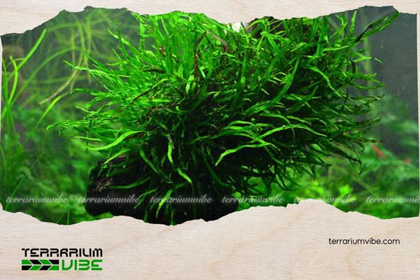 Dương xỉ lá kim 4 Cách chăm sóc cây dương xỉ lá kim trong terrarium