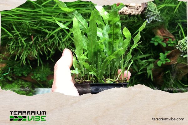 Dương xỉ mỹ nhân 4 Dương xỉ mỹ nhân có khả năng thích nghi với môi trường ẩm ướt và ánh sáng gián tiếp