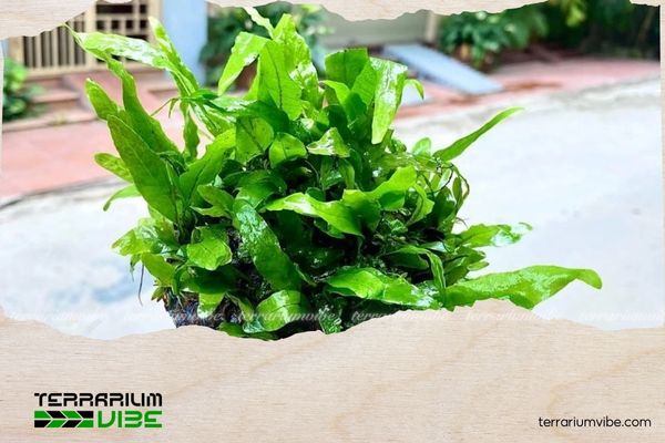 Dương xỉ mỹ nhân 5 Dương xỉ mỹ nhân là loài cây dễ chăm sóc