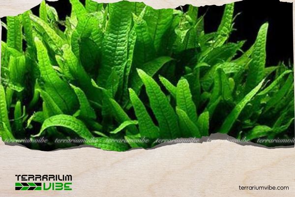 Dương xỉ Petite 1 Thông tin tổng quan về dương xỉ Petite