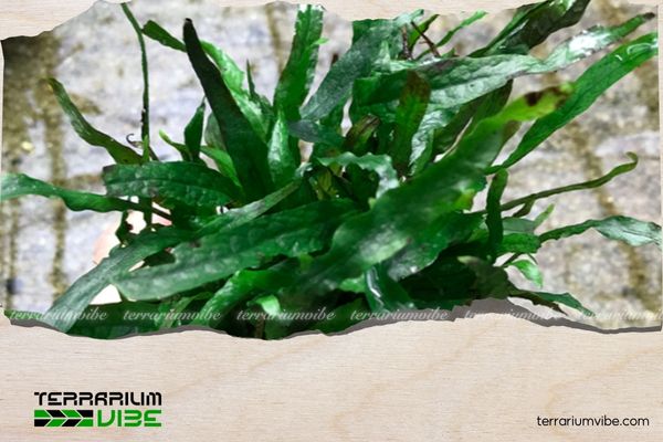 Dương xỉ Petite 2 Môi trường sống của cây dương xỉ Petite