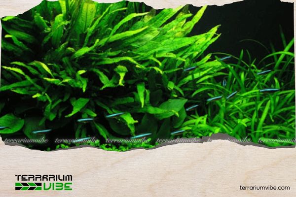 Dương xỉ Petite 3 Đặc điểm của dương xỉ Petite trong terrarium