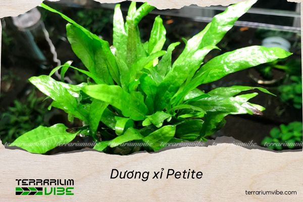 duong-xi-petite Dương xỉ Petite