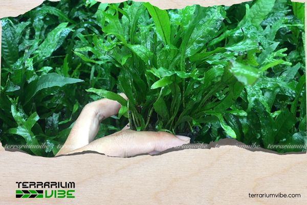 Dương xỉ Thor 1 Thông tin tổng quan về dương xỉ Thor