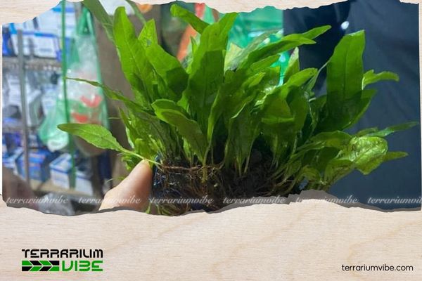 Dương xỉ Thor 2 Môi trường sống của cây dương xỉ Thor