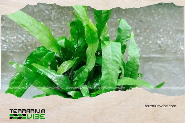 Dương xỉ Thor 4 Cách chăm sóc cây dương xỉ Thor trong terrarium