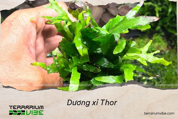 duong-xi-thor Dương xỉ Thor