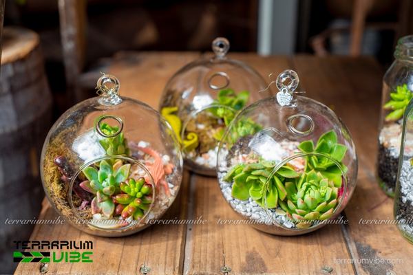 Giá thể đá perlite 3 Công dụng của đá perlite (đá trân châu) trong làm tiểu cảnh