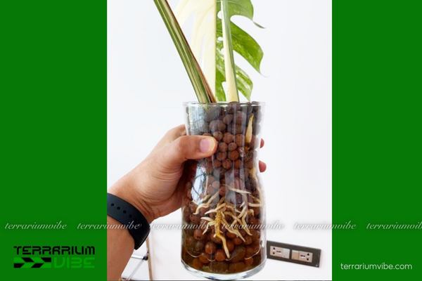 Giá thể đất sét 4 Cách dùng đất sét nung dùng làm lớp nền terrarium