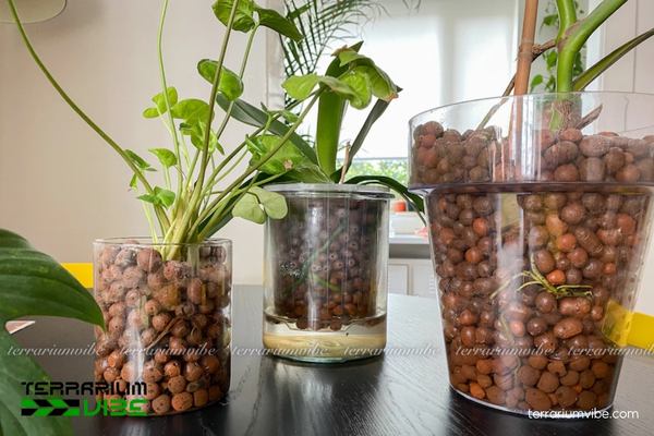 Giá thể đất sét 5 Đất sét được ngâm, phơi và rang để làm sạch trước khi dùng