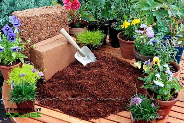 Giá thể xơ dừa 4 Tác dụng của giá thể xơ dừa trong làm tiểu cảnh