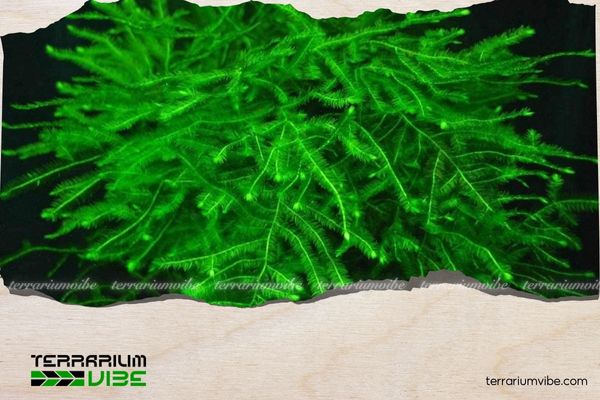 Rêu Java 1 Thông tin tổng quan về Rêu Java