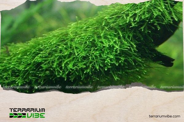 Rêu Java 2 Môi trường sống của cây Rêu Java