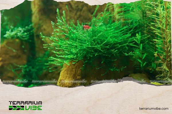 Rêu Java 3 Đặc điểm của Rêu Java trong terrarium