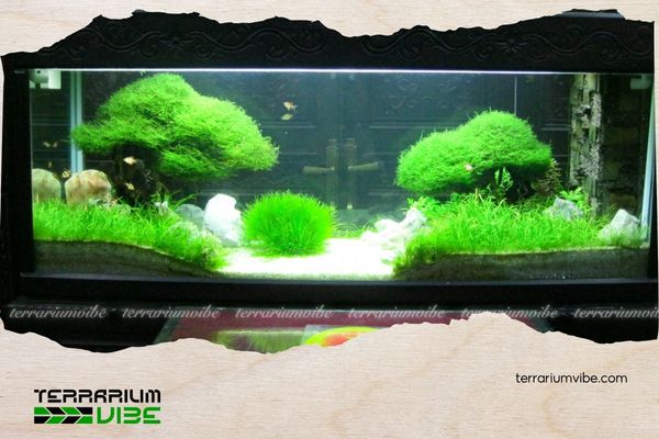 Rêu Java 4 Mẹo chăm sóc cây Rêu Java trong terrarium