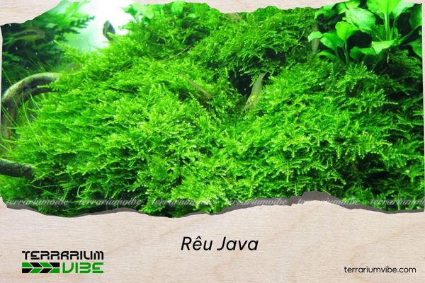 Java Moss (Taxiphyllum barbieri) Rêu Java