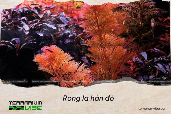 rong-la-han-do rong la hán đỏ