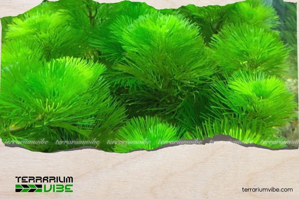 Rong la hán xanh 1 Thông tin tổng quan về cây rong la hán xanh