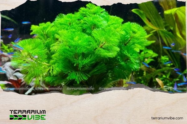 Rong la hán xanh 2 Môi trường sống của cây rong la hán xanh