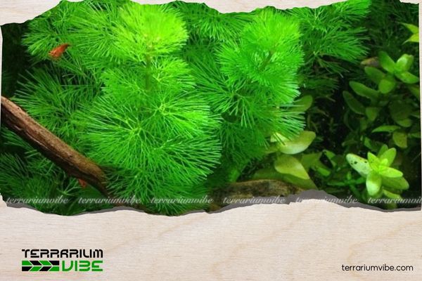 Rong la hán xanh 3 Đặc điểm của rong la hán xanh trong terrarium