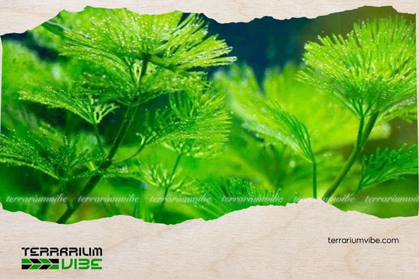 Rong la hán xanh 4 Hướng dẫn cách trồng rong la hán xanh và chăm sóc hiệu quả